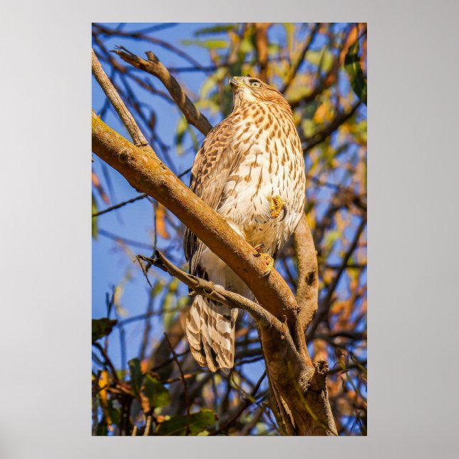 Falk i träd Foto Print | Rovfågel Konst Poster (Framsidan)
