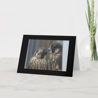 Falken noterar kortet kort