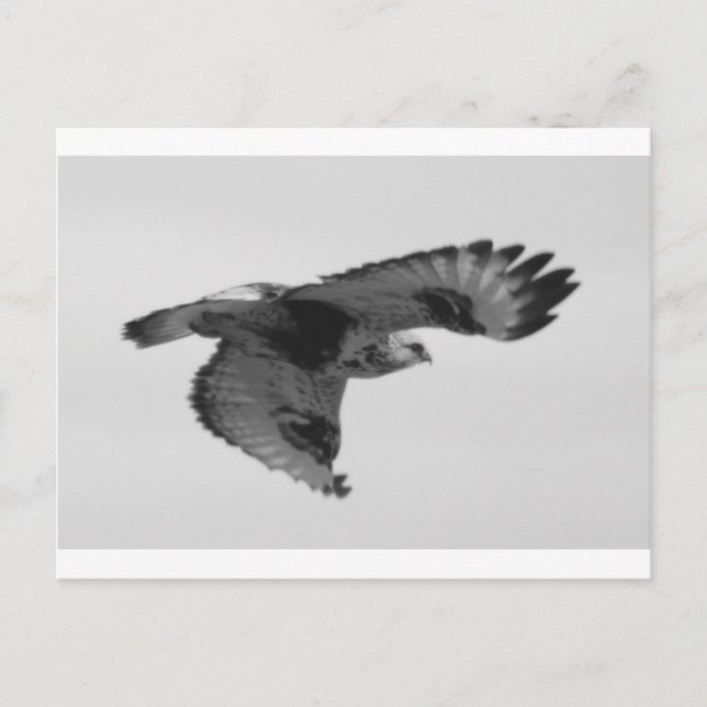 FalkInFlight Vykort (Framsida)