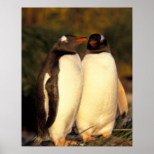 Falklandsöarna. Gentoo Penguins. (Pyroscelis) Poster