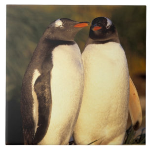 Falklandsöarna. Gentoo Pingviner. (Pyroscelis Kakelplatta