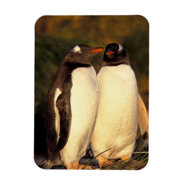 Falklandsöarna. Gentoo Pingviner.  (Pyroscelis Magnet (Vertikal)