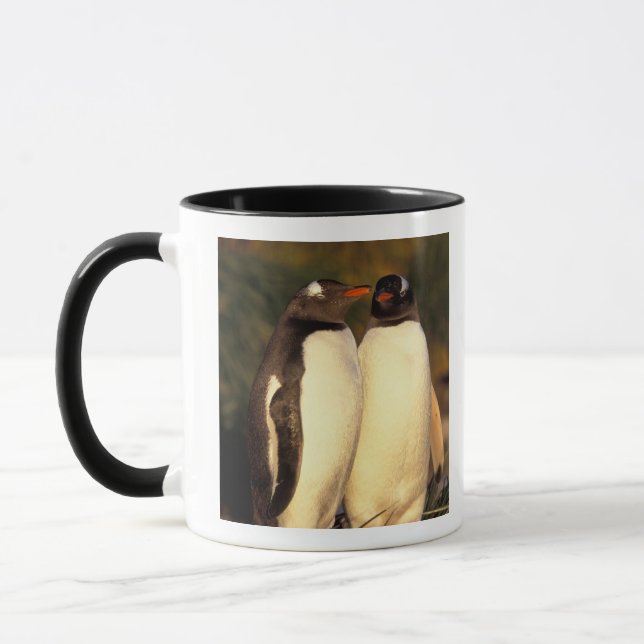 Falklandsöarna. Gentoo Pingviner.  (Pyroscelis Mugg (Vänster)
