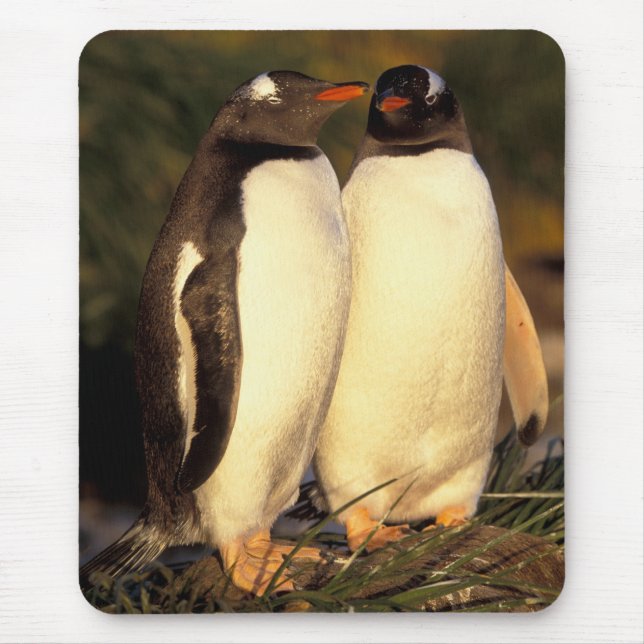 Falklandsöarna. Gentoo Pingviner.  (Pyroscelis Musmatta (Framsidan)