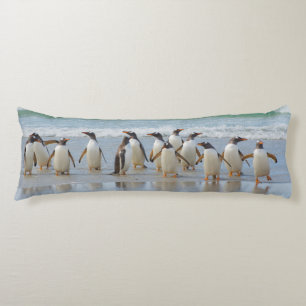 Falklandsöarna. Saunders Island. Gentoo Kroppskudde