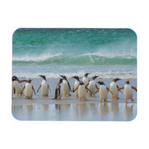 Falklandsöarna. Saunders Island. Gentoo Magnet