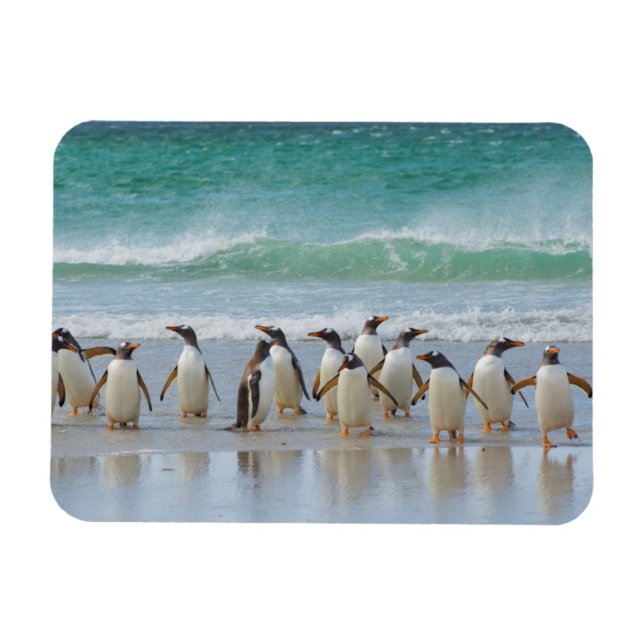 Falklandsöarna. Saunders Island. Gentoo Magnet (Horisontell)