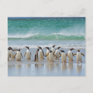 Falklandsöarna. Saunders Island. Gentoo Vykort
