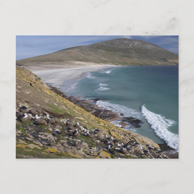 Falklandsöarna, Väster Falkland, Saunders Vykort (Framsida)