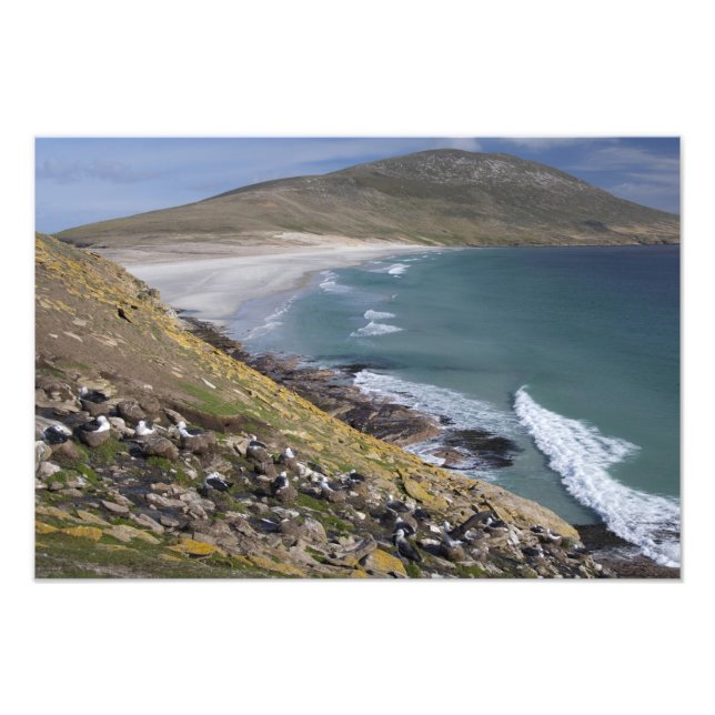 Falklandsöarna, West Falkland, Saunders Fototryck (Framsidan)