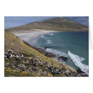 Falklandsöarna, West Falkland, Saunders Hälsningskort