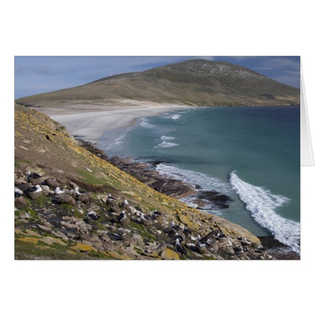 Falklandsöarna, West Falkland, Saunders Hälsningskort (Framsidan Horizontal)