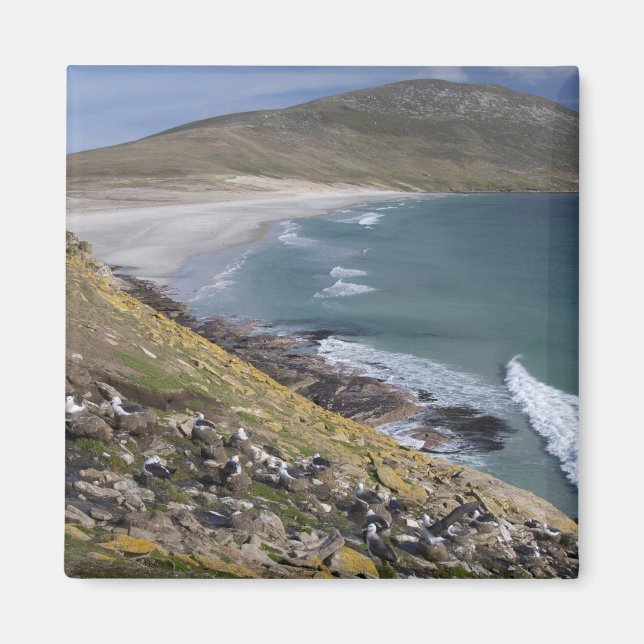 Falklandsöarna, West Falkland, Saunders Magnet (Framsidan)