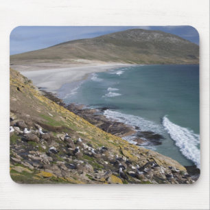 Falklandsöarna, West Falkland, Saunders Musmatta