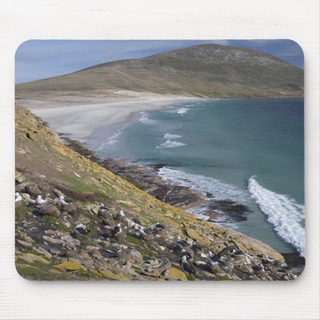 Falklandsöarna, West Falkland, Saunders Musmatta (Framsidan)