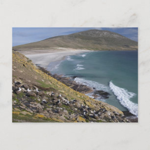 Falklandsöarna, West Falkland, Saunders Vykort