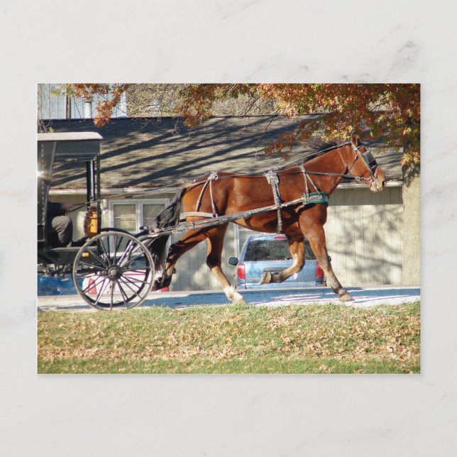 Fall Amish Horse Vykort (Framsida)
