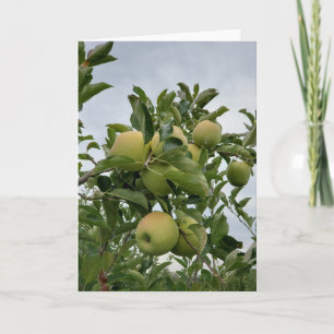 Fall Apple Orchard Kort