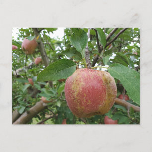 Fall Apple orchard Vykort