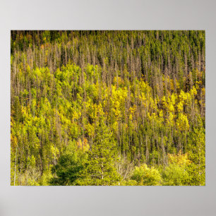 Fall är på väg- // Färgfullt trädland Poster