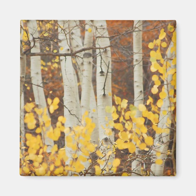 Fall Aspen Magnet (Framsidan)