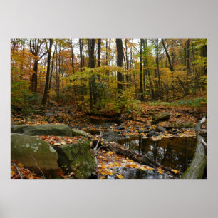 Fall Bäck med reflektion vid Laurel Backe Park Poster