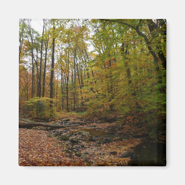 Fall Bäck vid Laurel Backe State Park Magnet (Framsidan)