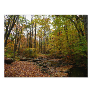 Fall Bäck vid Laurel Backe State Park Pennsylvania Fototryck