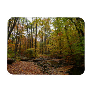 Fall Bäck vid Laurel Backe State Park Pennsylvania Magnet