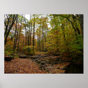Fall Bäck vid Laurel Backe State Park Pennsylvania Poster