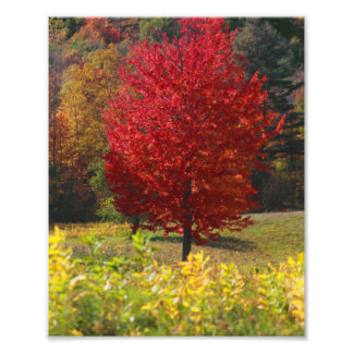 Fall Bilder | Bilder i Fall Fototryck