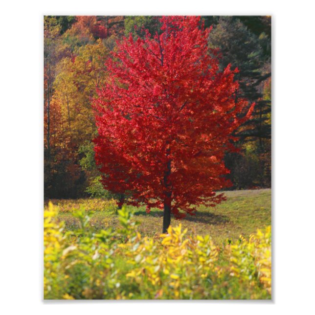 Fall Bilder | Bilder i Fall Fototryck (Framsidan)
