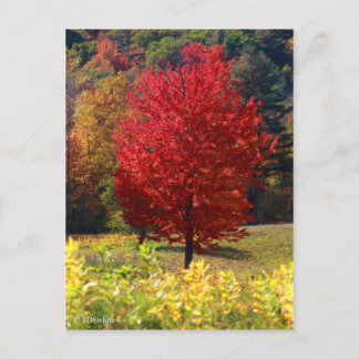 Fall Bilder Vykort