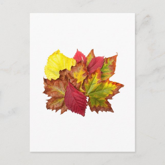 Fall bouquet vykort (Framsida)