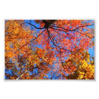 Fall Canopy Fototryck