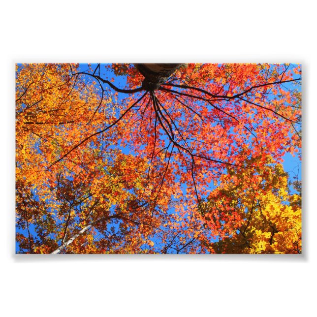 Fall Canopy Fototryck (Framsidan)
