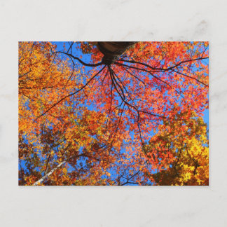 Fall Canopy Vykort