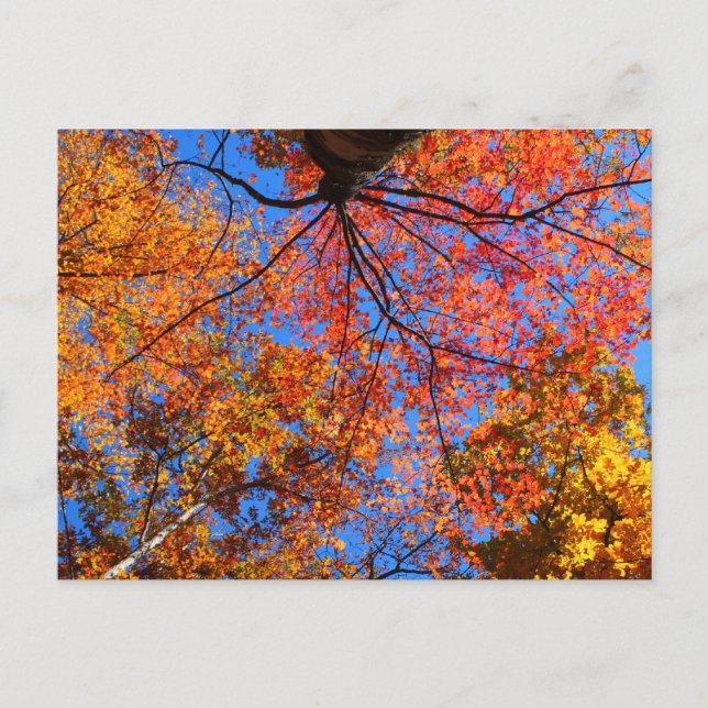 Fall Canopy Vykort (Framsida)
