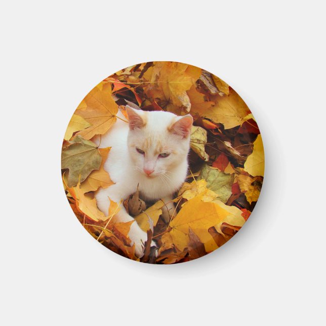 Fall Cat Magnet (Framsidan)