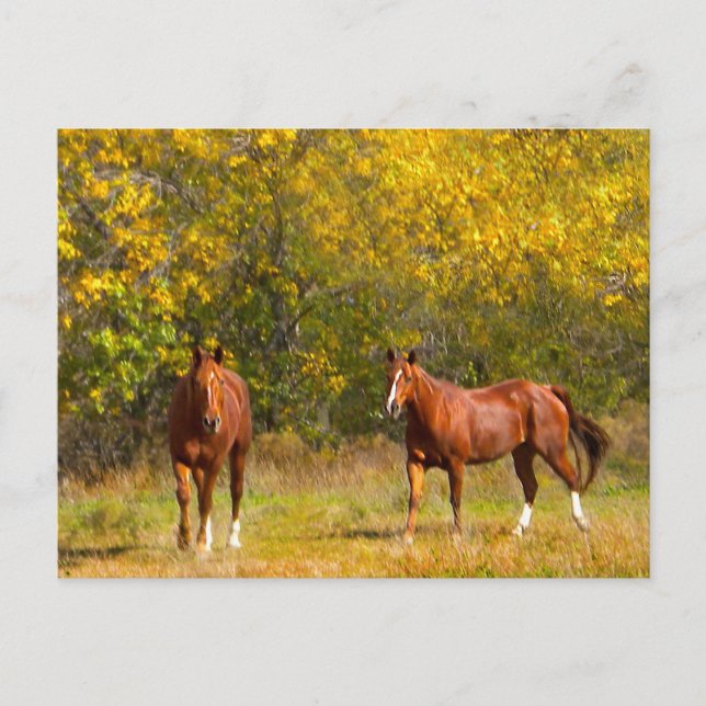 Fall Chestnut Horses Vykort (Framsida)