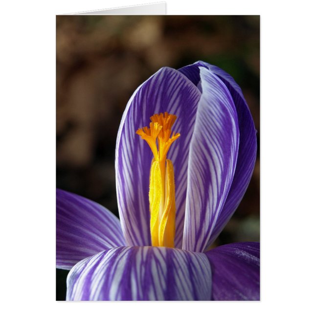 Fall Crocus - kort (Framsidan)