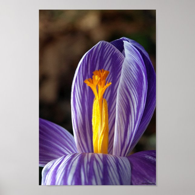 Fall Crocus - Poster (Framsidan)