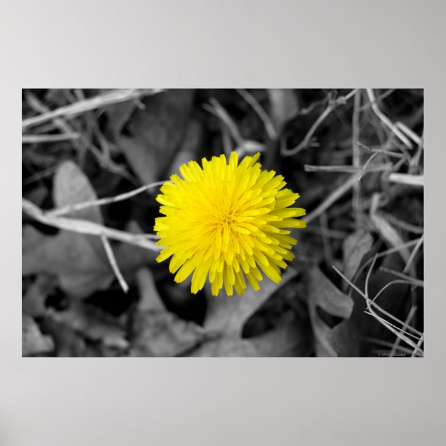 Fall Dandelion poster (Framsidan)