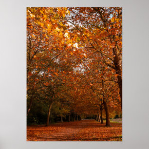 Fall Fall träd Poster