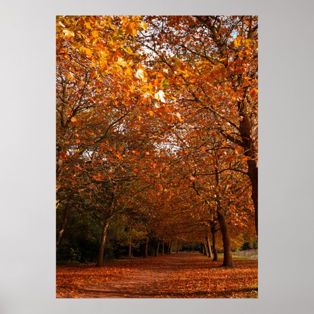 Fall Fall träd Poster (Framsidan)