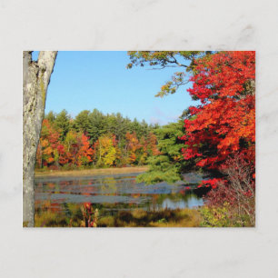 Fall Färg i New England-vykort Vykort