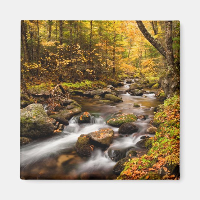 Fall Färg Jefferson Brook | Vita berg Magnet (Framsidan)