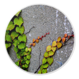 Fall Färg Löv Knopp