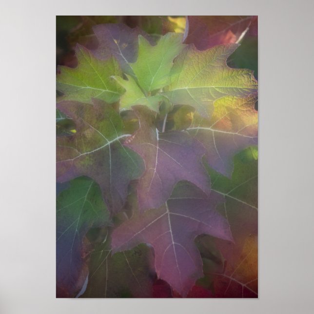 Fall Färgad Oak Löv Hydrangea Poster (Framsidan)
