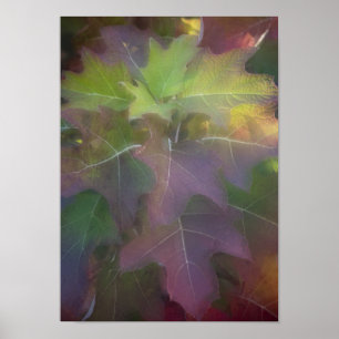 Fall Färgad Oak Löv Hydrangea Poster
